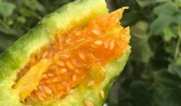 吃瓜网红图片头像大全,趣味横生的表情包盛宴